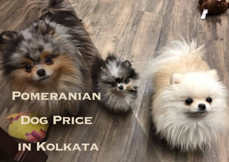 Pomeranian Dog price in Kolkata