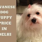 Havanese Dog Price in Delhi Starting Rs 2500 – Free Home Delivery
