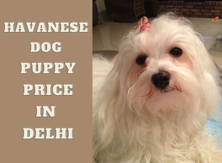 Havanese dog price in Delhi