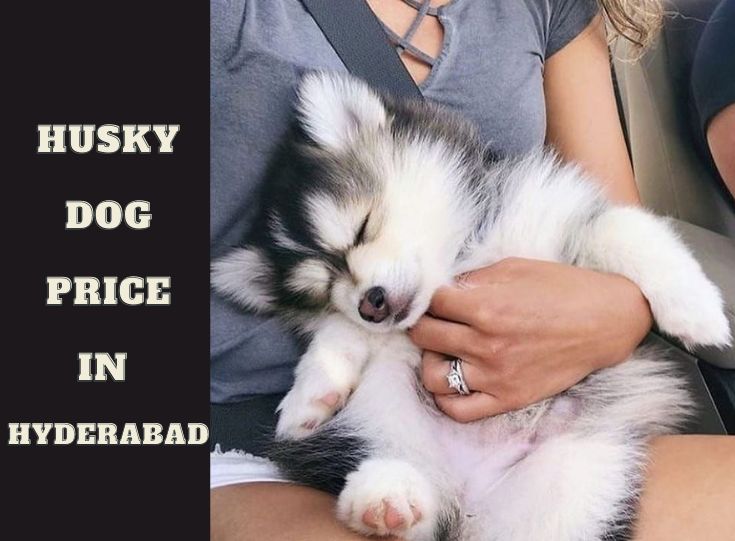 Siberian husky dog puppies price in Hyderabad