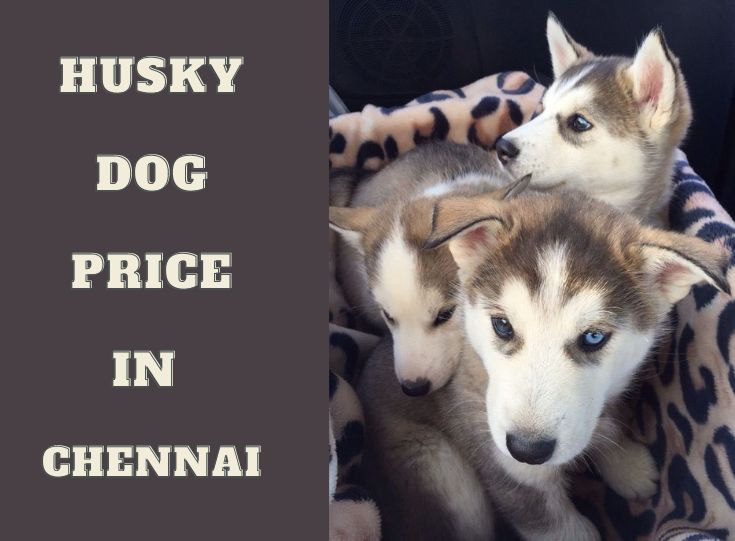 Siberian husky dog price in chennai