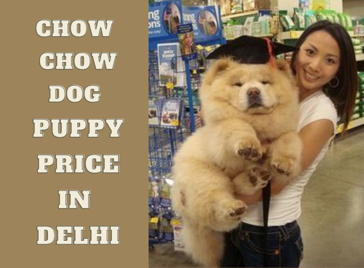 Chow Chow dog puppy price in Delhi