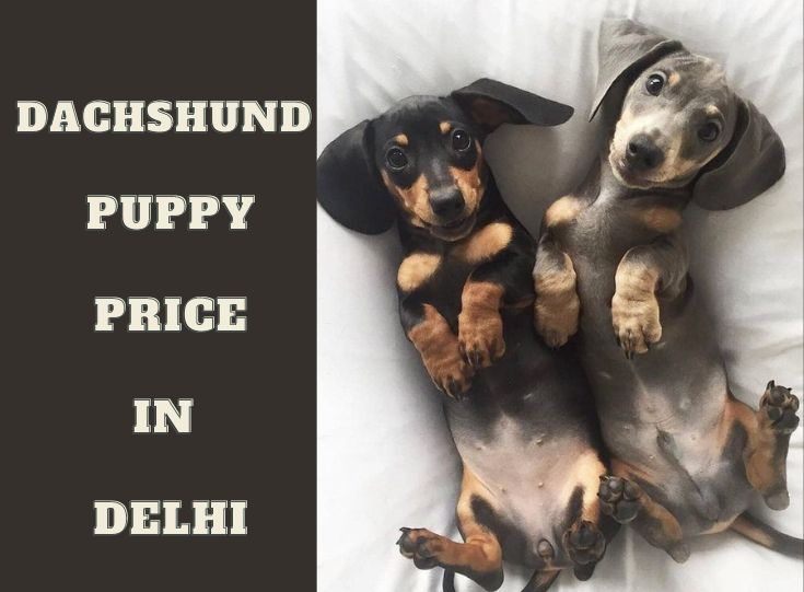 dachshund dog price in Delhi