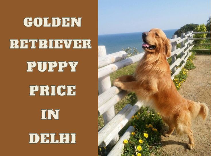 Golden Retriever puppy price in Delhi