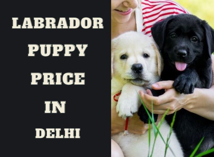 Labrador Puppies Price in Delhi